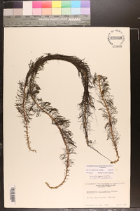 Myriophyllum heterophyllum image