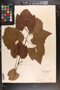 Vitis vulpina image