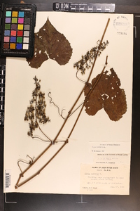 Vitis vulpina image