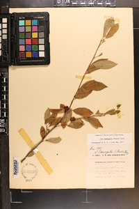 Ilex laevigata image