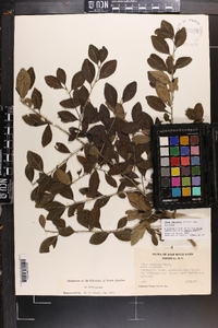 Ilex decidua var. decidua image
