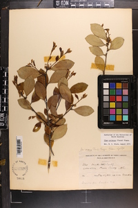 Ilex coriacea image