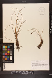 Hypoxis rigida image