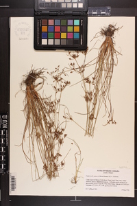 Fimbristylis annua image