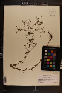 Hypericum mutilum var. mutilum image