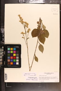 Solidago verna image