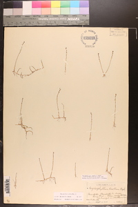 Myriophyllum tenellum image