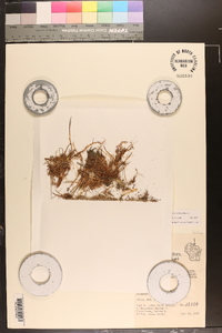 Myriophyllum tenellum image