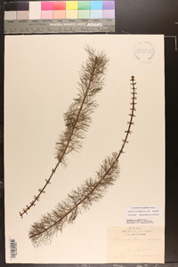 Myriophyllum verticillatum image