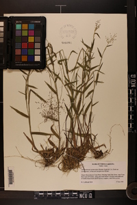 Dichanthelium acuminatum subsp. acuminatum image