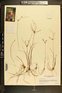 Cyperus grayi image