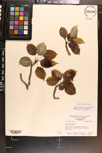 Pyrus communis image