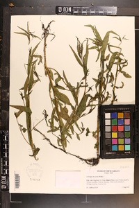 Ludwigia decurrens image