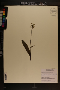 Platanthera clavellata image