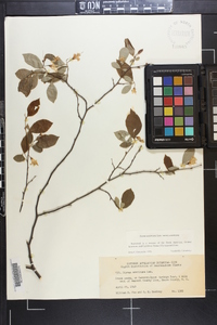 Styrax americanus image