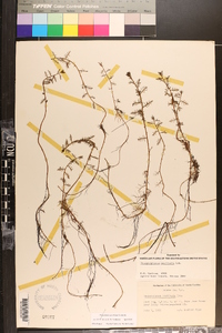 Proserpinaca pectinata image