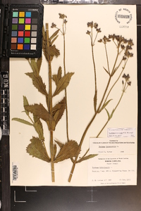 Verbena incompta image