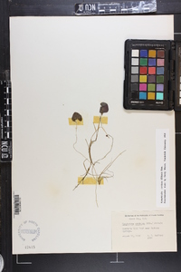 Nymphoides cordata image