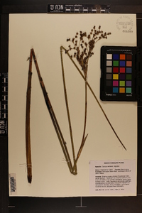 Juncus militaris image