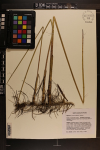 Juncus militaris image