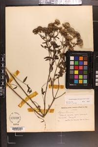 Pycnanthemum flexuosum image