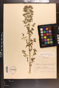 Pycnanthemum flexuosum image