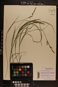 Carex biltmoreana image