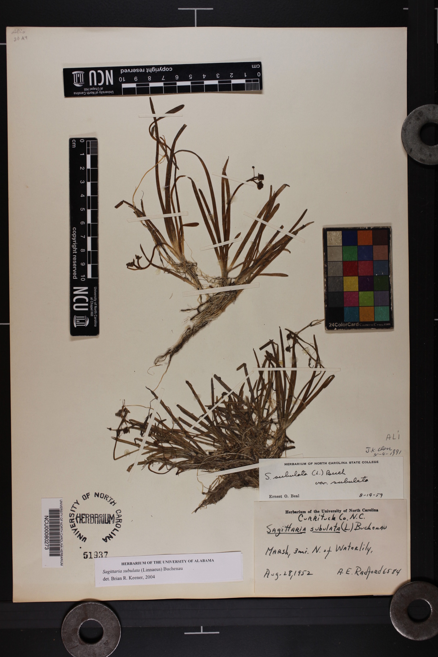 Sagittaria subulata image