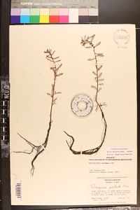 Proserpinaca pectinata image