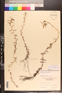 Proserpinaca pectinata image