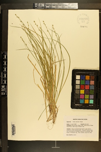 Carex seorsa image