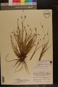 Carex emmonsii image