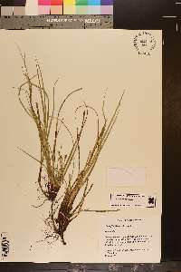 Carex floridana image