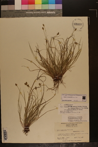 Carex emmonsii image