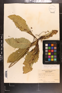 Vernonia acaulis image