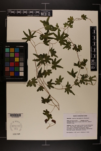 Lygodium palmatum image