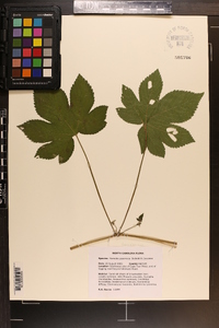 Humulus japonicus image