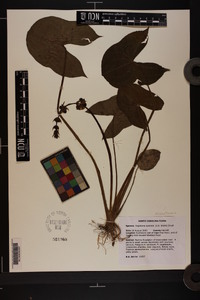 Sagittaria australis image