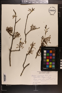 Quercus virginiana image