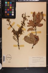 Quercus virginiana image