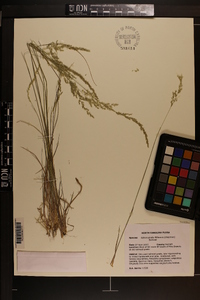 Sphenopholis filiformis image