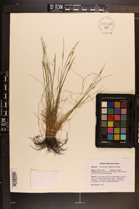 Sisyrinchium capillare image