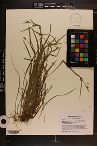 Carex corrugata image