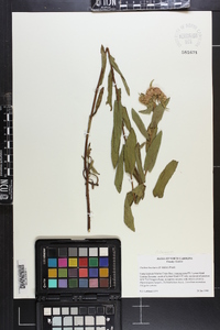 Pluchea baccharis image