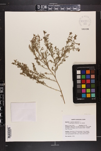 Lepidium didymum image