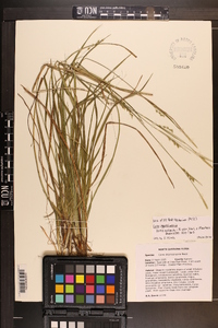 Carex impressinervia image