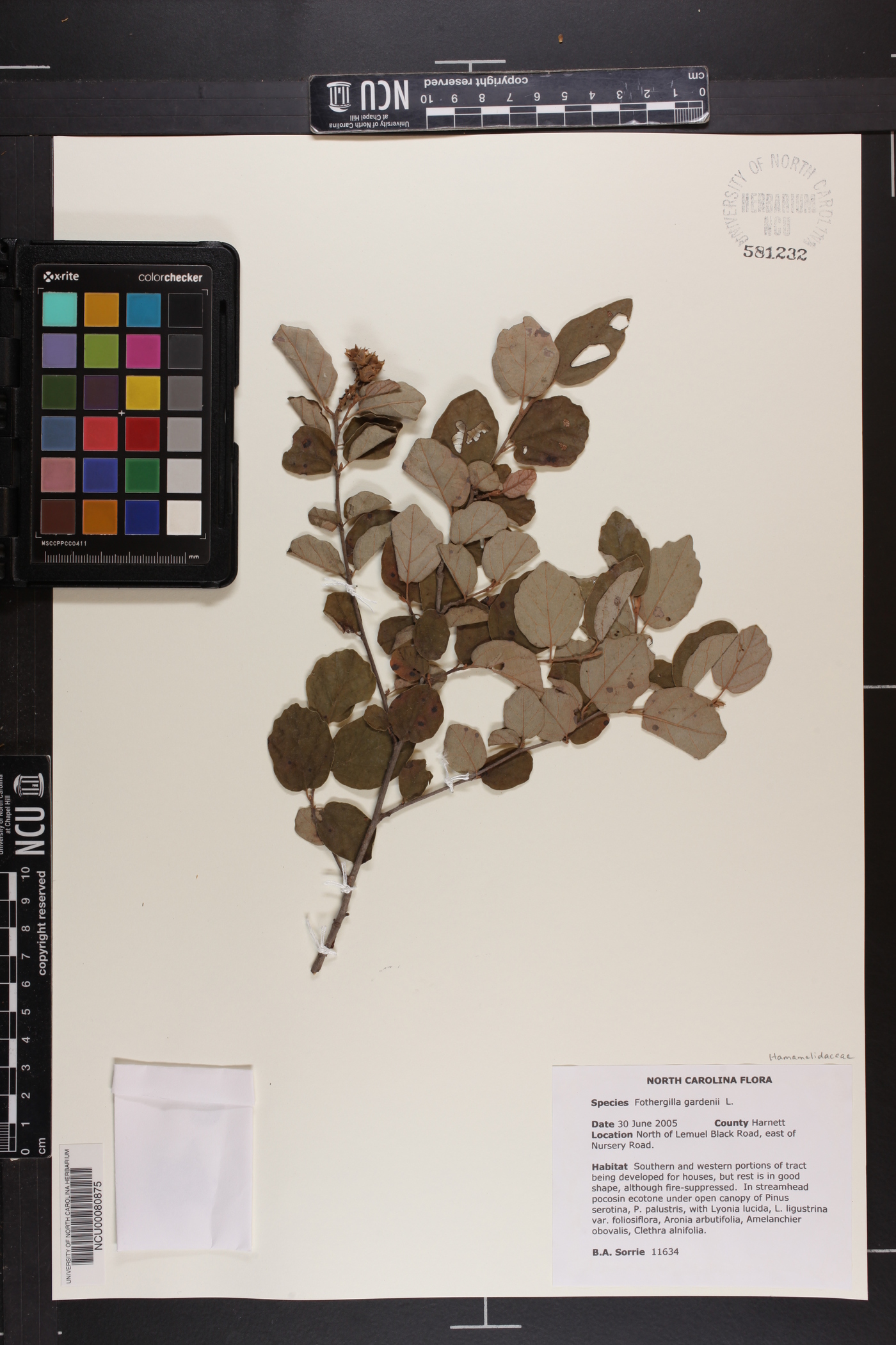 Fothergilla gardenii image