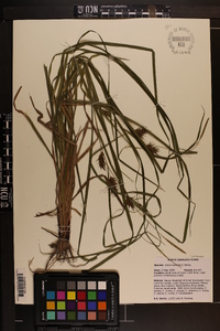 Carex louisianica image