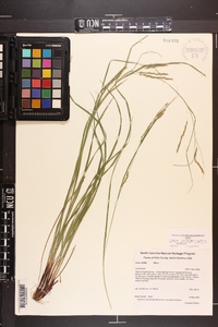 Carex allegheniensis image