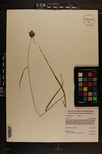 Fuirena squarrosa image